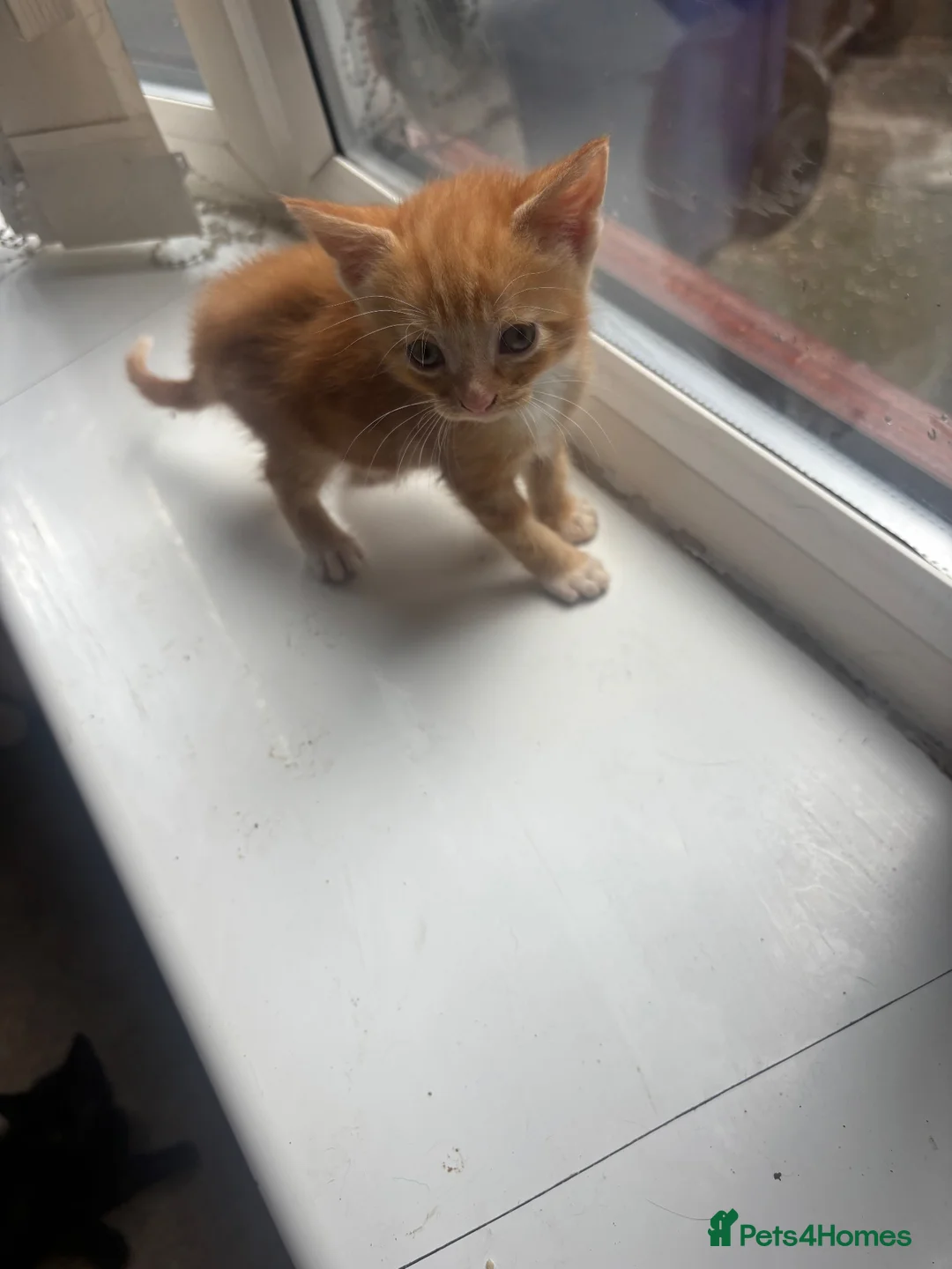 Mixed Breed cats for sale: Miss Lauren  in Manchester - Advert 2