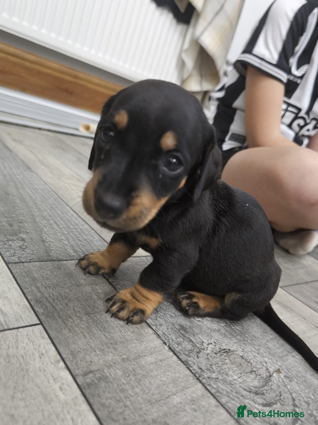 Dachshund dogs for sale: Kc wirehaired daschund puppies  - Image 18