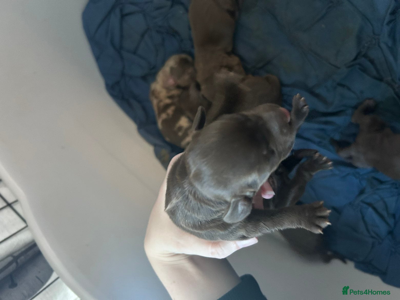 Mixed Breed dogs 3 female and 3 male Dockers  - Advert 2