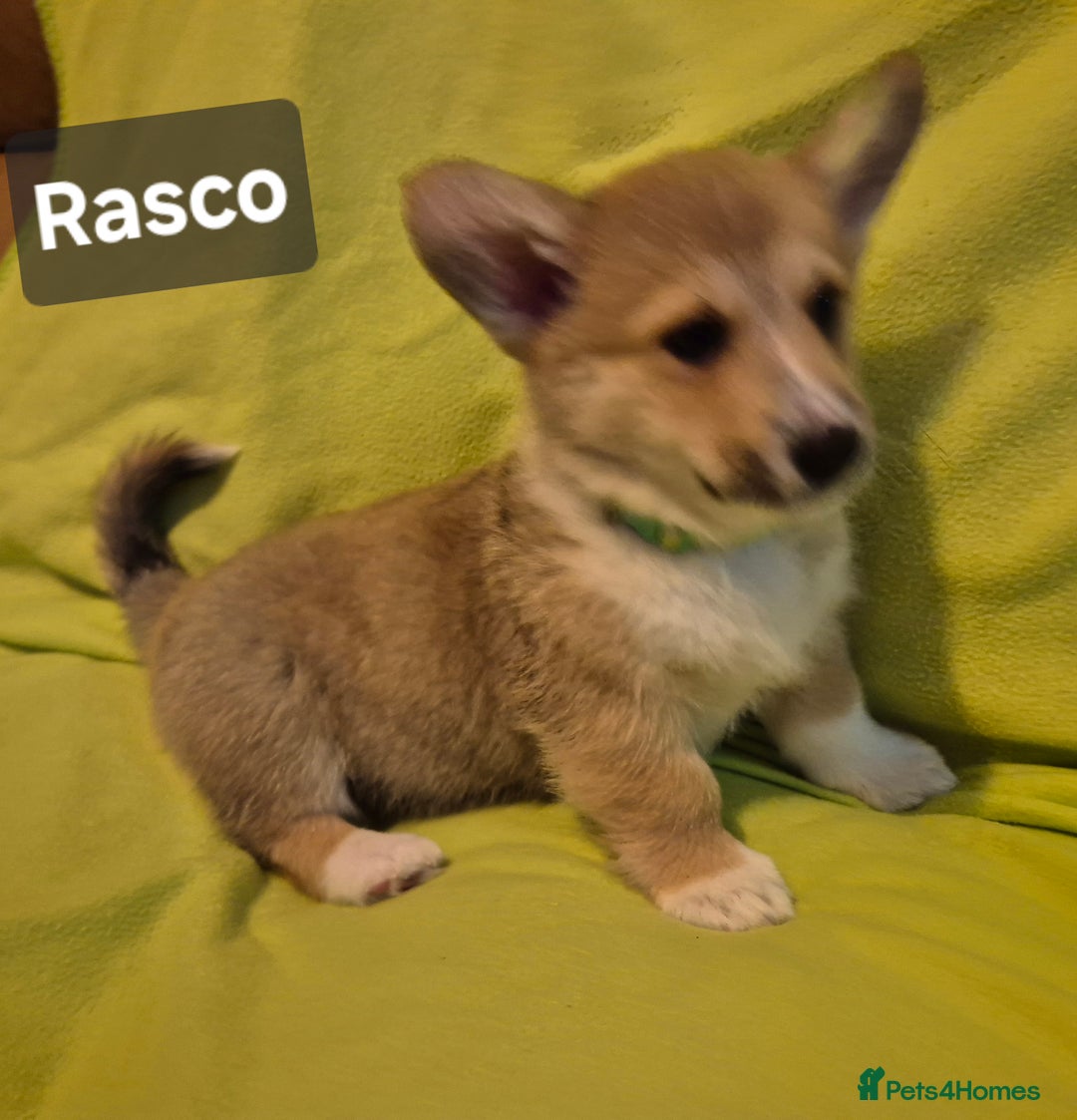 Welsh Corgi Pembroke dogs for sale: 8  Wales Pembroke Corgi puppy's - Advert 17