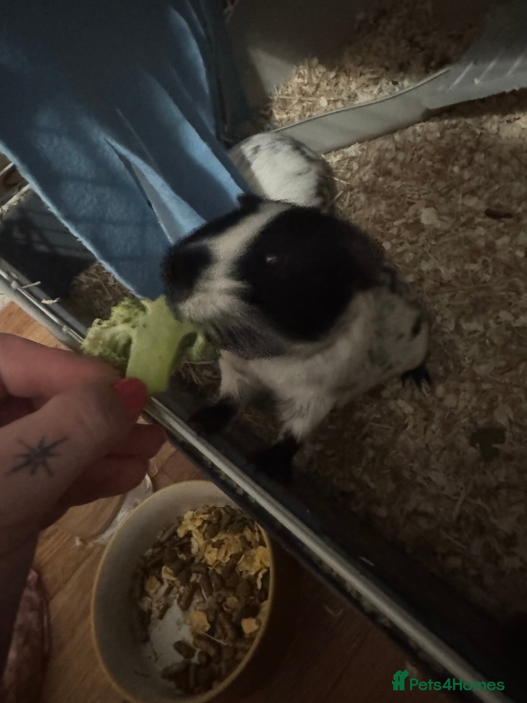 Guinea Pig rodents for sale: Male guinea pig  - Image 3