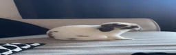 Mixed Breed rabbits for sale: Male Mixed Rabbit in Northampton - Advert 3