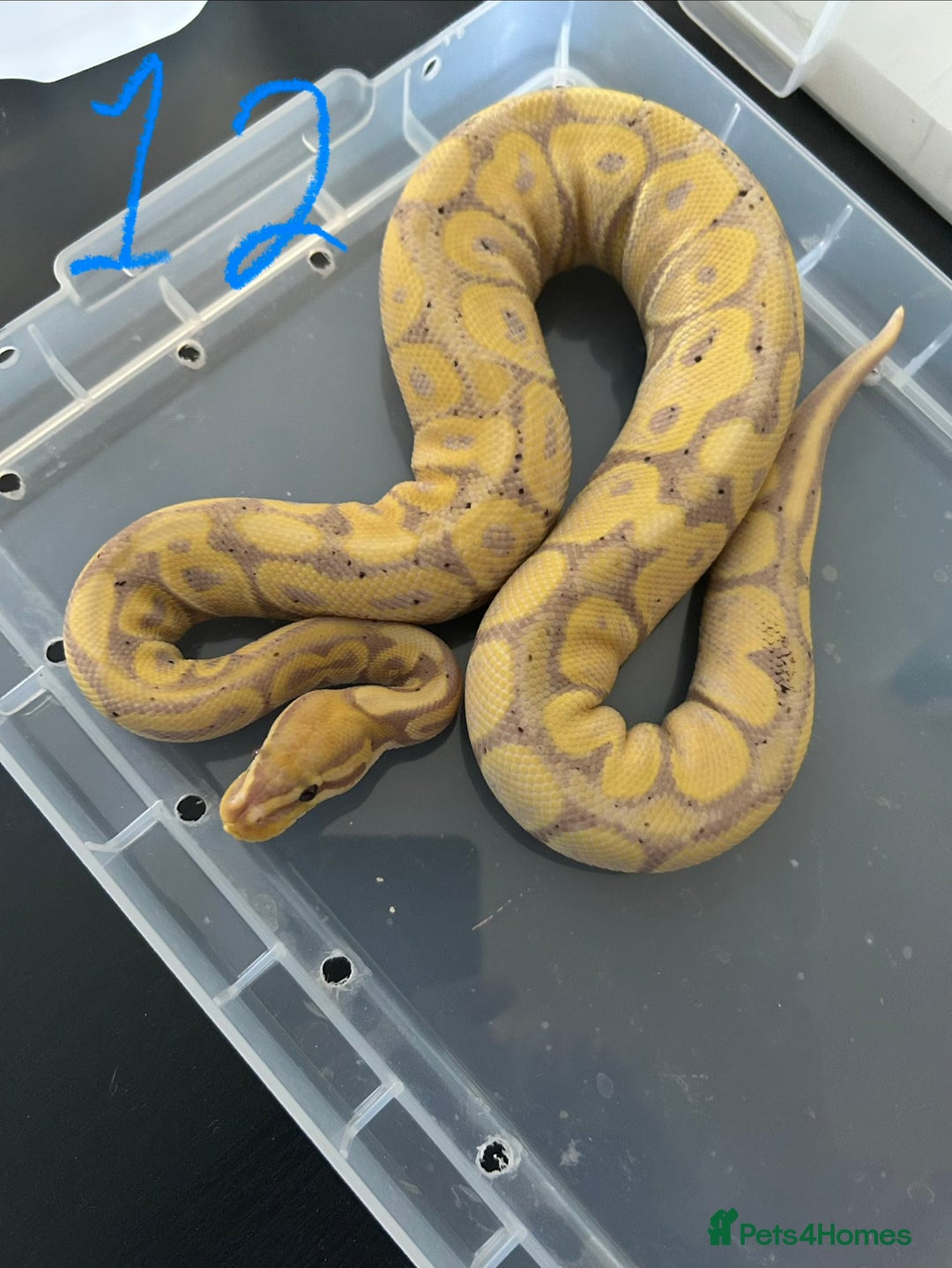 Python Snake reptiles for sale: Royal Pythons - Image 12