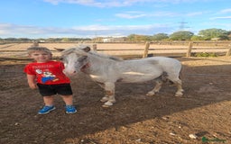 Miniature horses for sale: Pure bred American miniature and mini spotted  - Advert 10