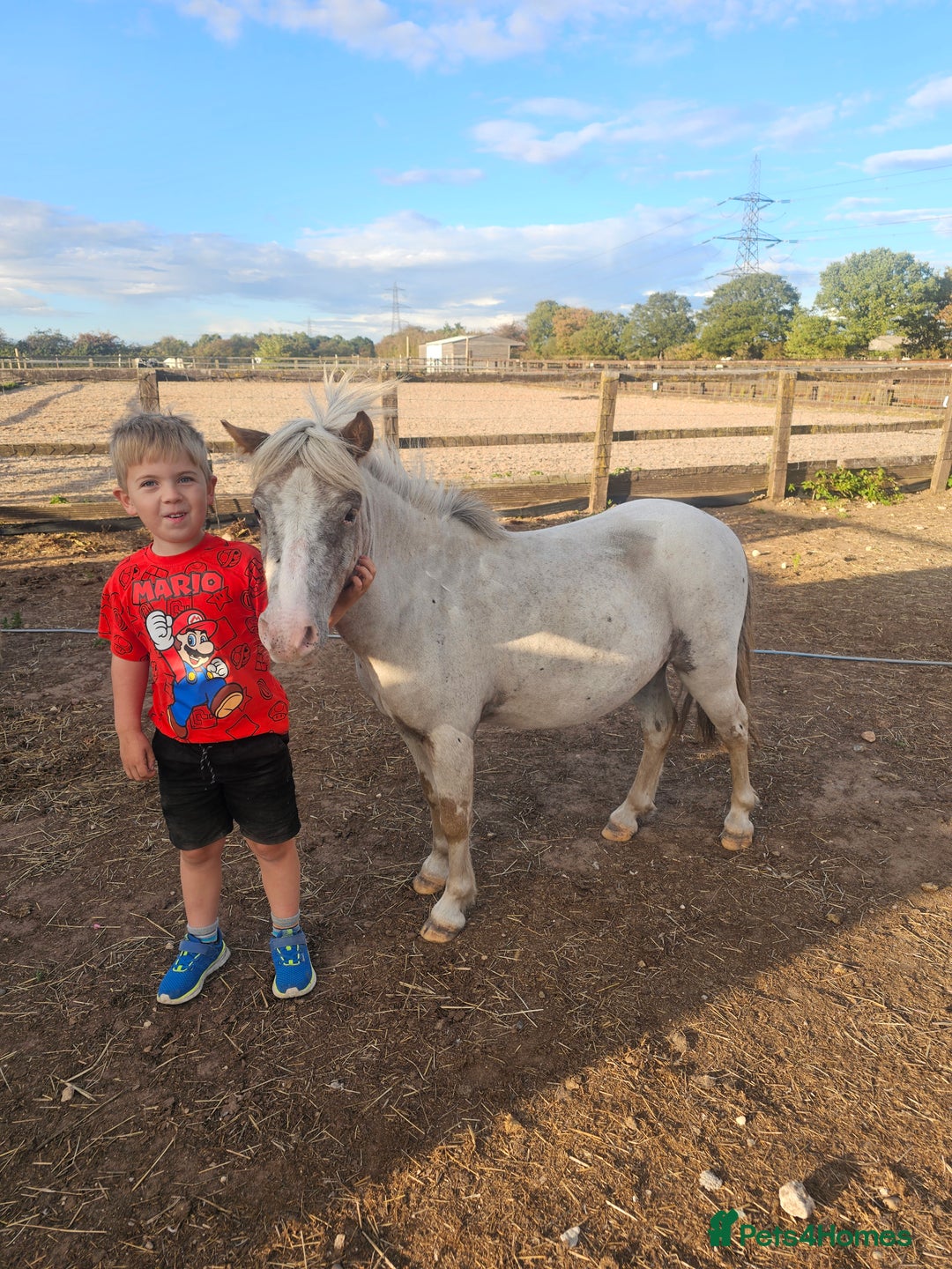 Miniature horses for sale: Pure bred American miniature and mini spotted  - Advert 10
