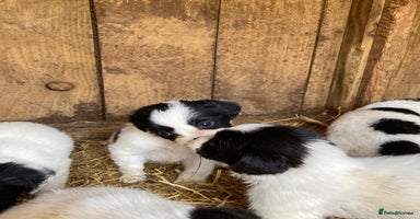 Mixed Breed dogs - Advert 6