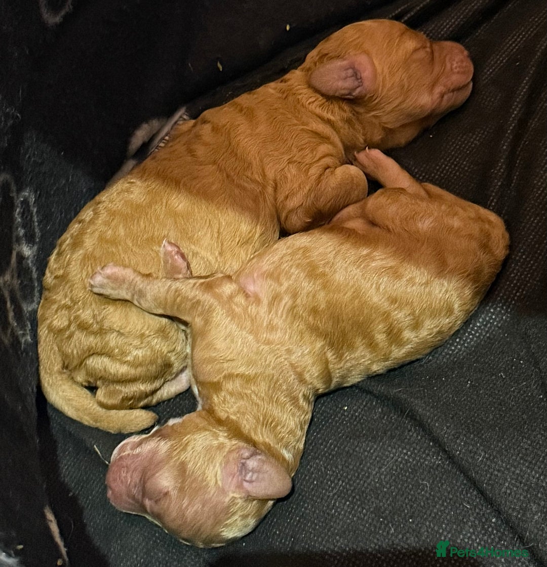 Cockapoo dogs for sale: F1 Cockapoo's - Image 7