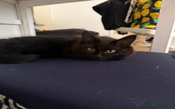 Maine Coon cats for sale: Black smoked boy  - Image 8