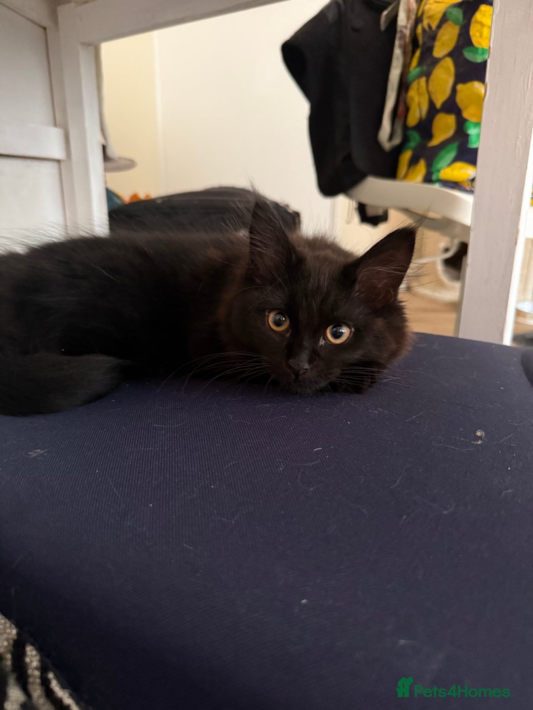 Maine Coon cats for sale: Black smoked boy  - Image 8