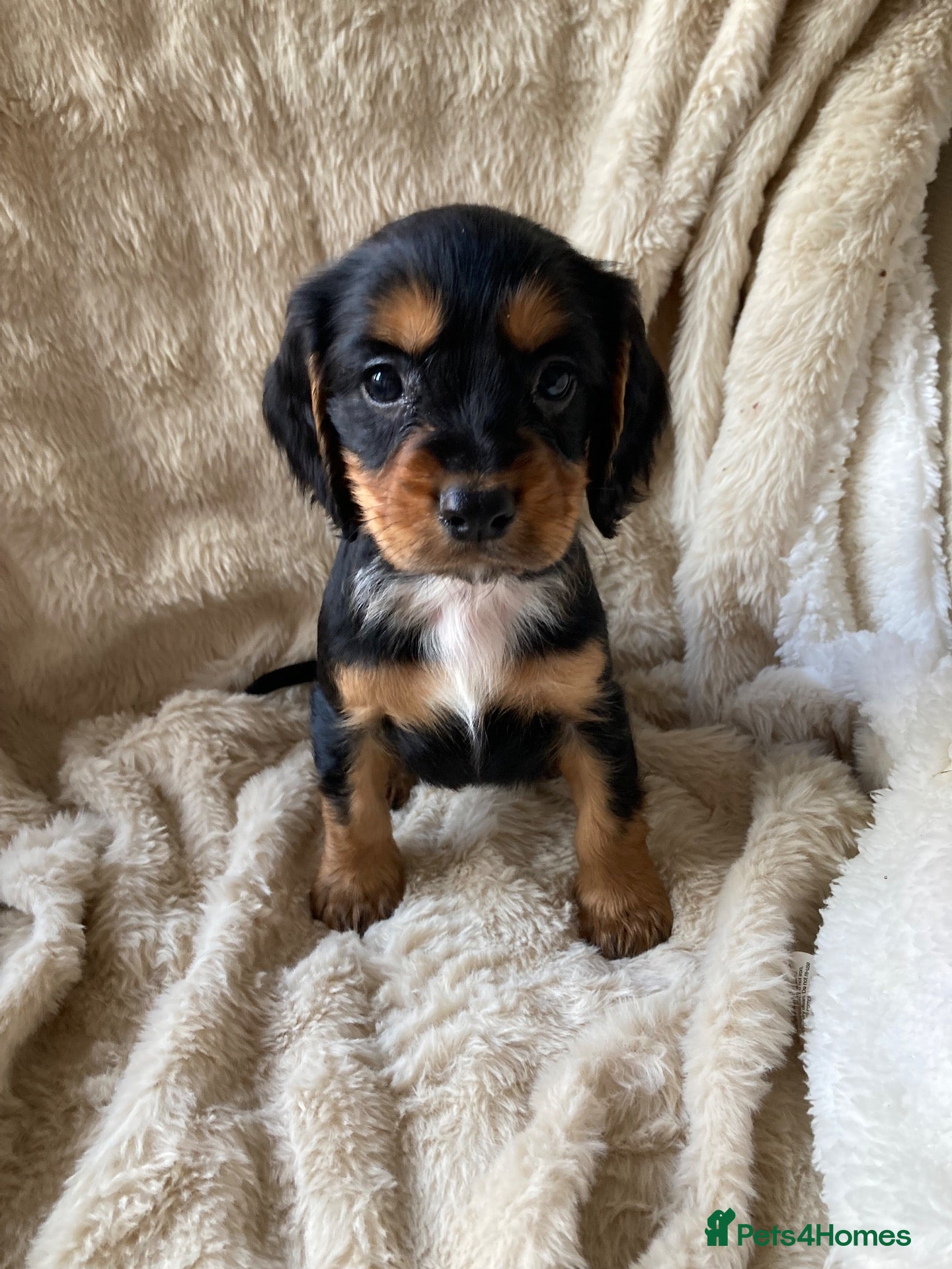 Cocker Spaniel dogs for sale: Cocker spaniel puppies - Advert 2