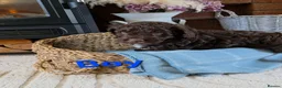 Cockapoo dogs for sale: Beautiful cockapoo puppies   - Advert 23