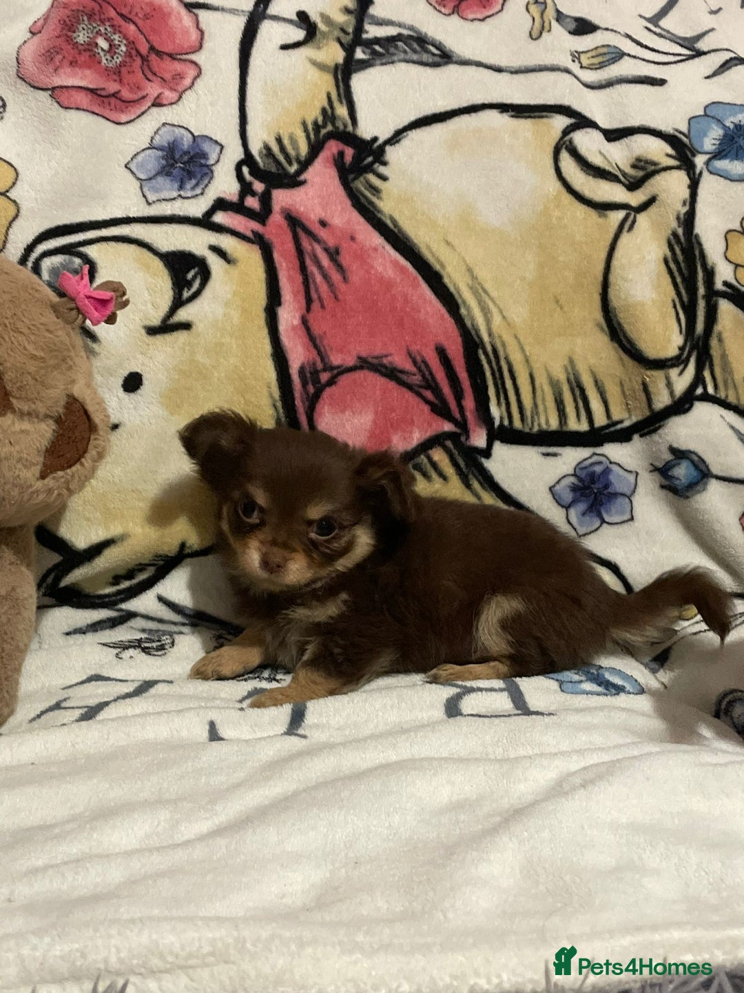 Chihuahua dogs for sale: Beautiful tiny little chihuahua girls - Advert 2