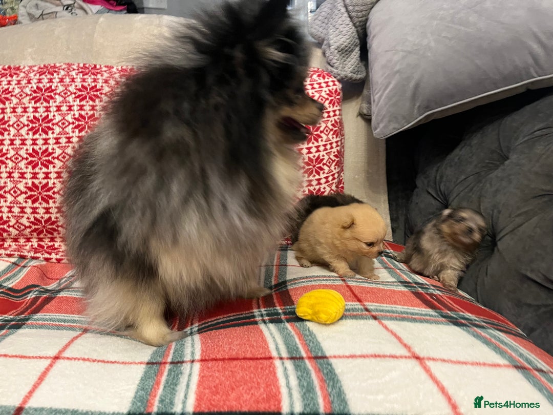 Pomeranian dogs for sale: Stunning Pomeranian puppys - Advert 27