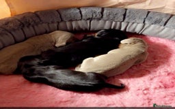 Miniature Dachshund dogs for sale: Miniature daschund  - Advert 1