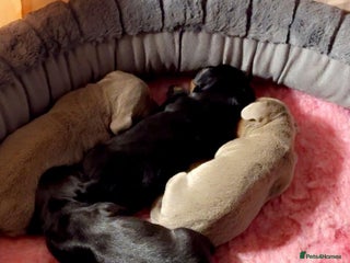 Miniature Dachshund dogs Miniature daschund - Advert 7