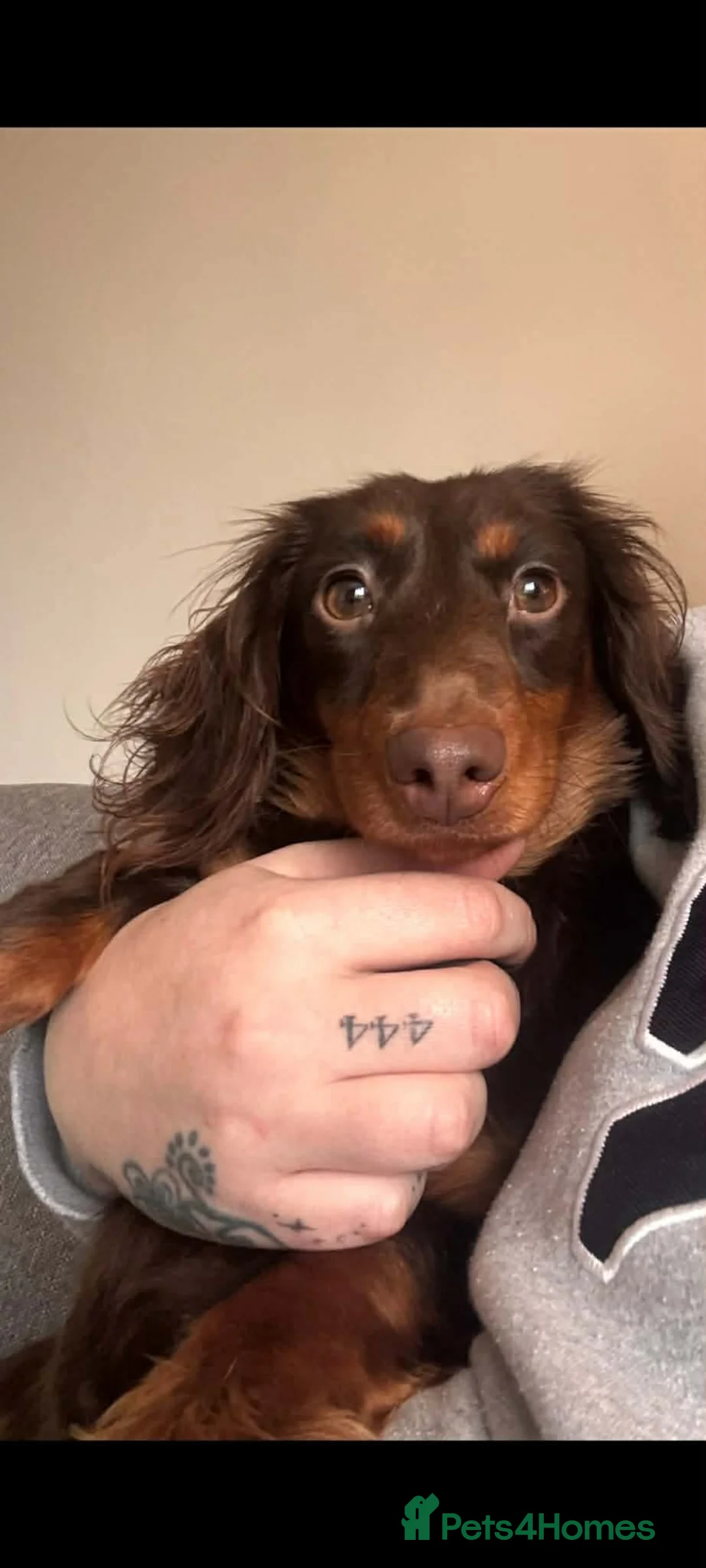Dachshund dogs for adoption: POPPY - rescue daschund seeking loving home in Kidderminster - Advert 2