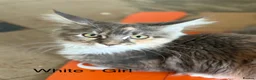 Maine Coon cats for sale: Stunning Maine Coon Kittens Looking for 5⭐️ Homes - Advert 9