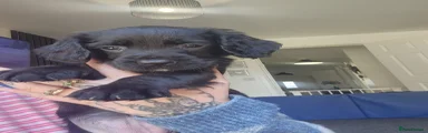 Cocker Spaniel 3