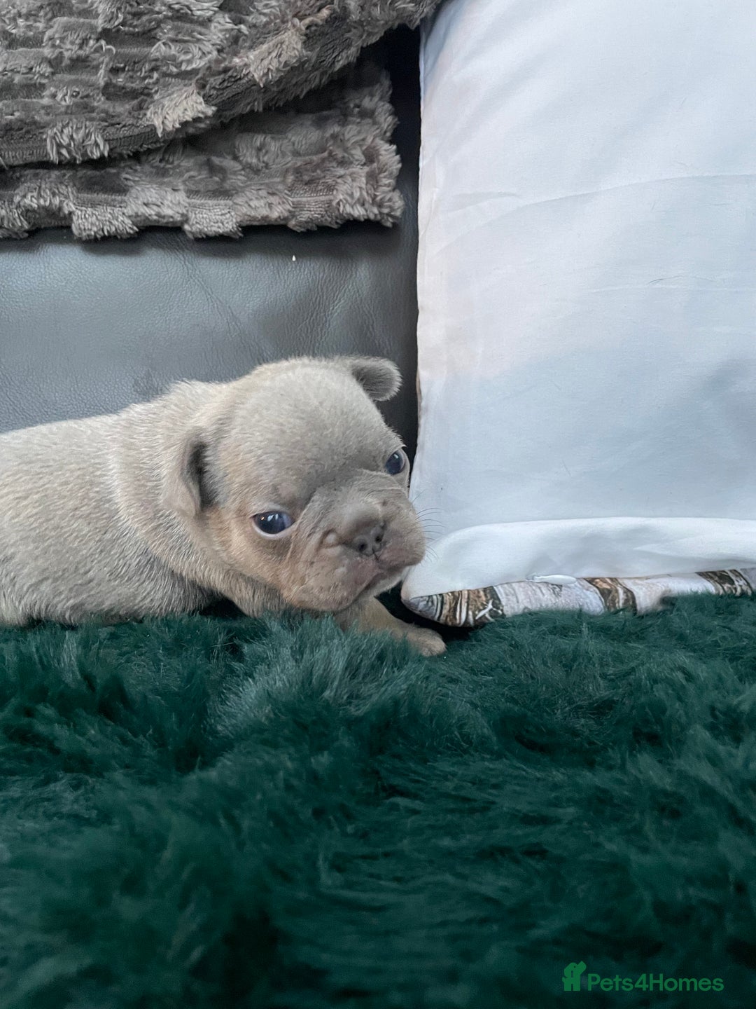 French Bulldog dogs for sale: Beautiful Merle French bulldogs  - Advert 11