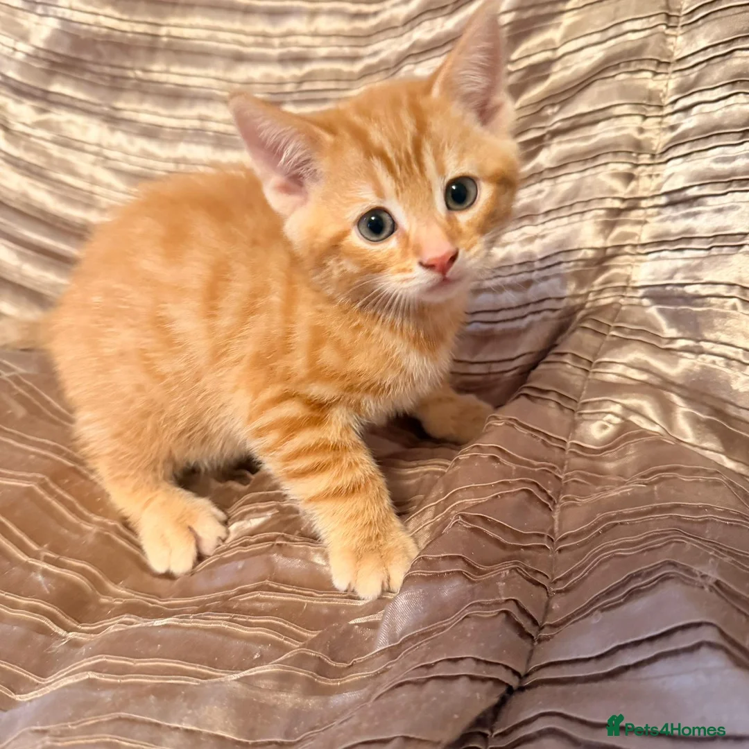 Domestic Shorthair cats for sale: Verry friendly  - Advert 2