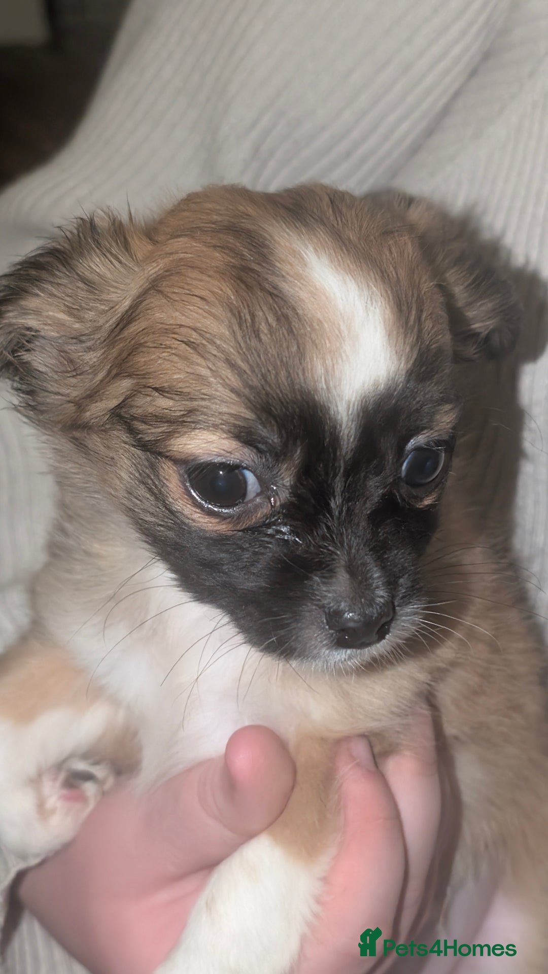 Cava Tzu dogs for sale: 3 cav tzu pups 9 week old - Advert 4