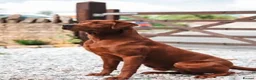 Labrador Retriever dogs for sale: Superb fully health tested fox reds  - Advert 2