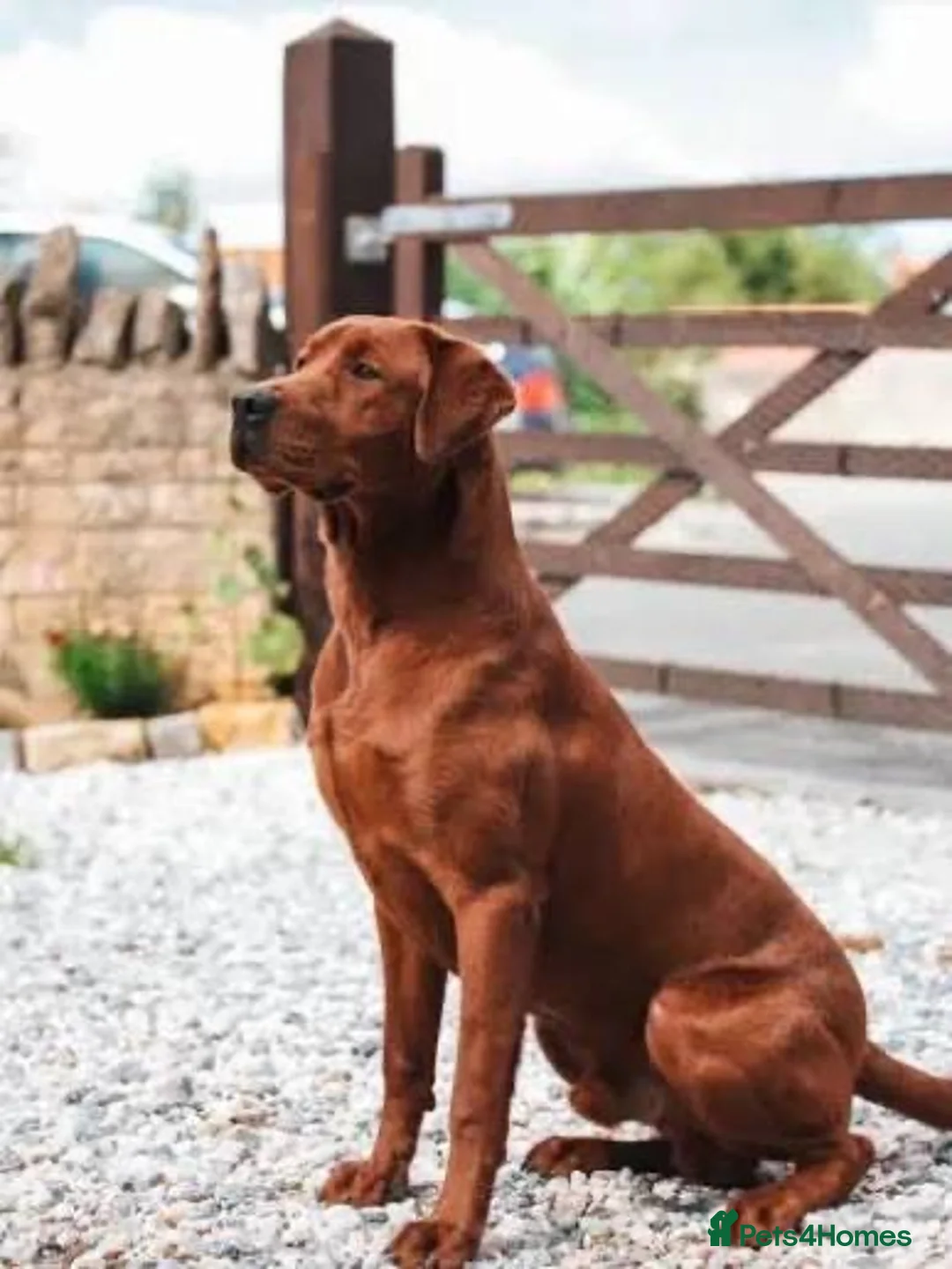 Labrador Retriever dogs for sale: Superb fully health tested fox reds  - Advert 2
