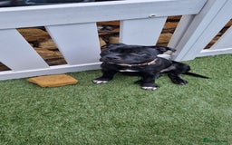 Staffordshire Bull Terrier dogs for sale: Black Female Staffordshire Bull Terrier - Image 14