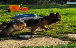 German Shepherd dogs for sale: ⭐️KC big bone GSD puppies ⭐️ - Image 8