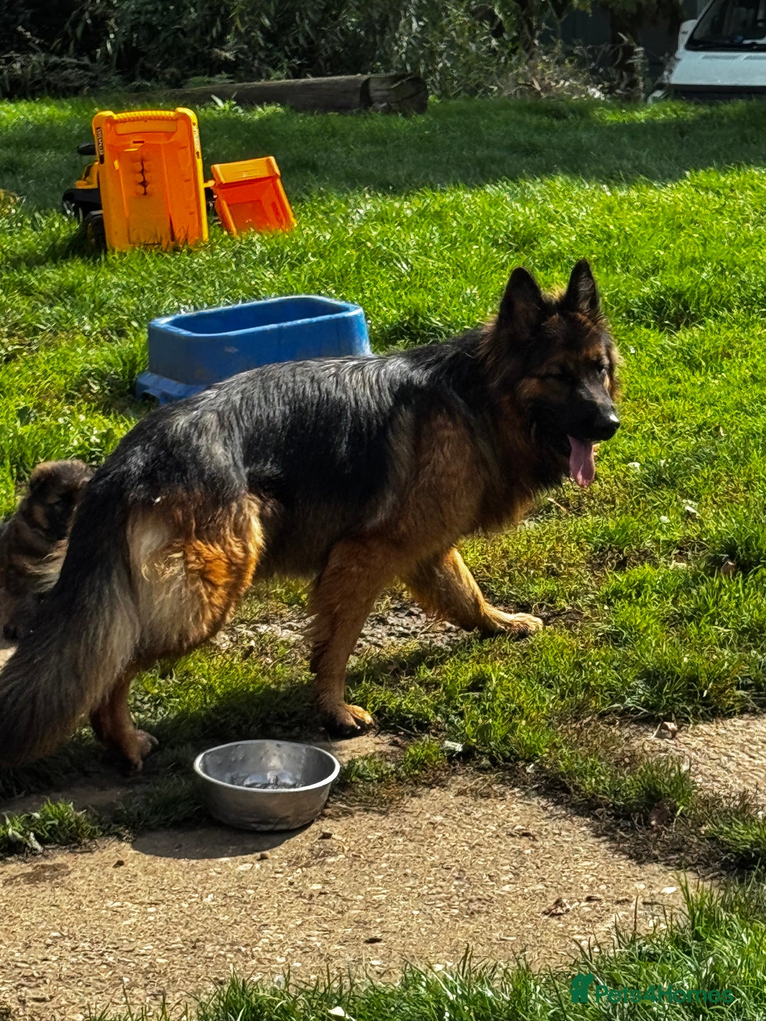 German Shepherd dogs for sale: ⭐️KC big bone GSD puppies ⭐️ - Image 8