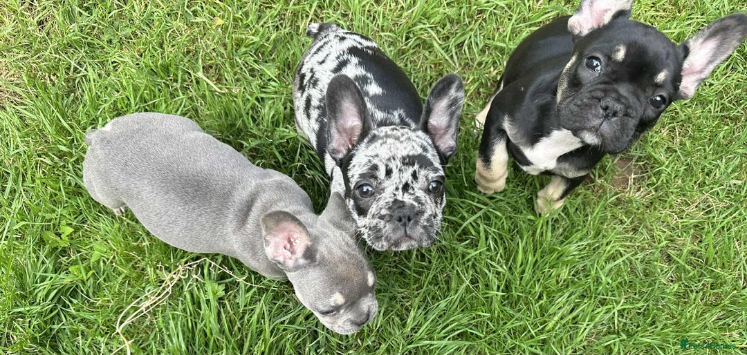 French Bulldog dogs for sale: French Bulldogs  - Image 23