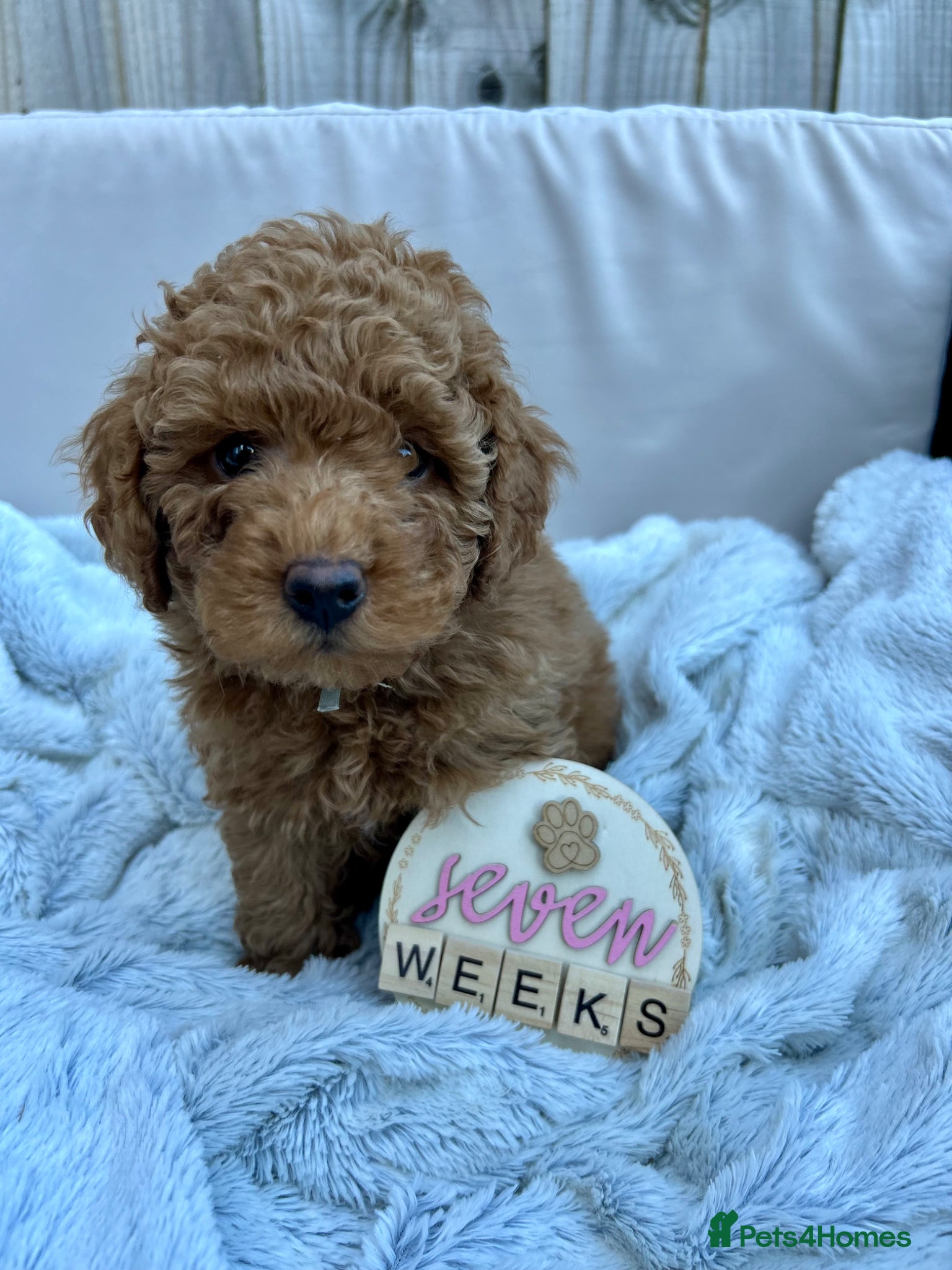 Cockapoo dogs Last Toy Cockapoo Boy ready next weekend1/5/26🥰 - Advert 2
