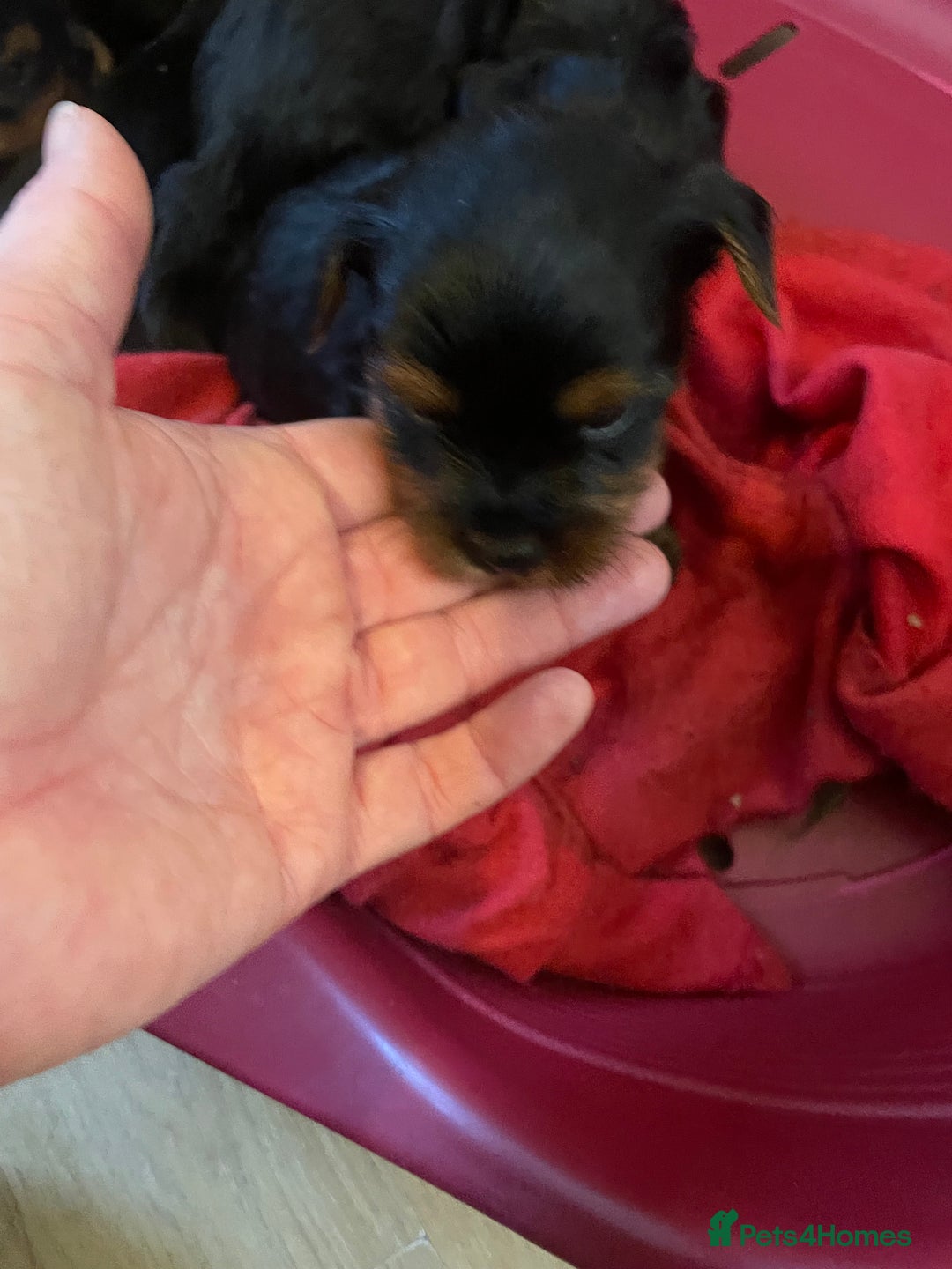 Yorkshire Terrier dogs for sale: Black and tan Yorkshire terrier puppies - Advert 3