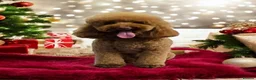 Maltipoo dogs for sale: Maltipoo puppies for sale  - Advert 6