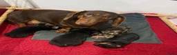 Miniature Dachshund dogs for sale: Beautiful miniature dachshund puppies  - Advert 27