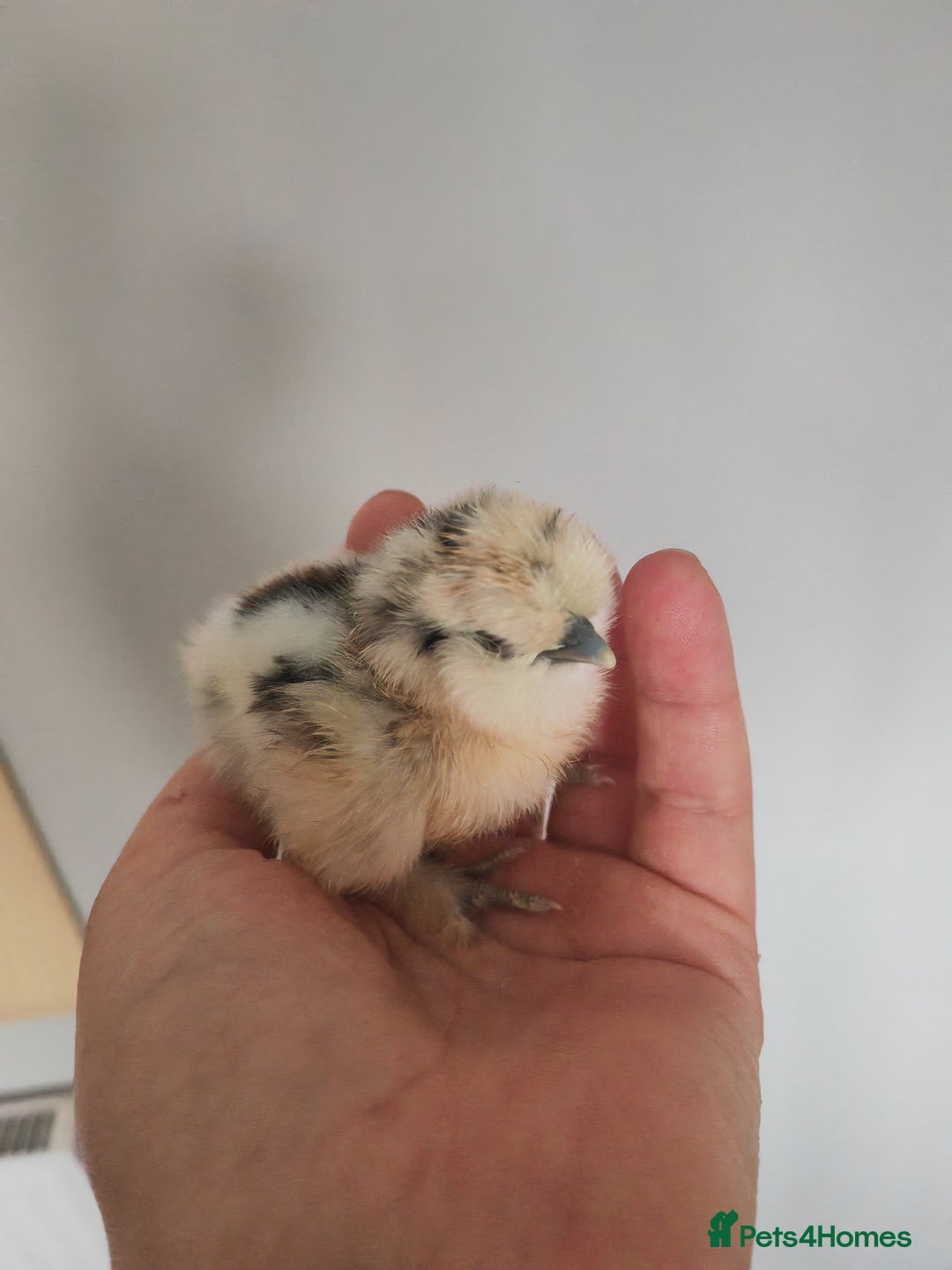 Chickens poultry for sale: USA silkie, jumbo coturnix, celadon quails - Image 1