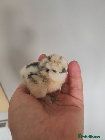 Chickens poultry - Advert 1