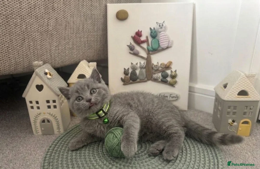 British Shorthair cats for sale: 🧶🐈‍⬛🎈ADORABLE BSH KITTIES🎈🐈‍⬛🧶 - Advert 2