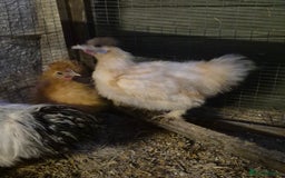 Hens poultry for sale: Silkie Cockerels - Image 6