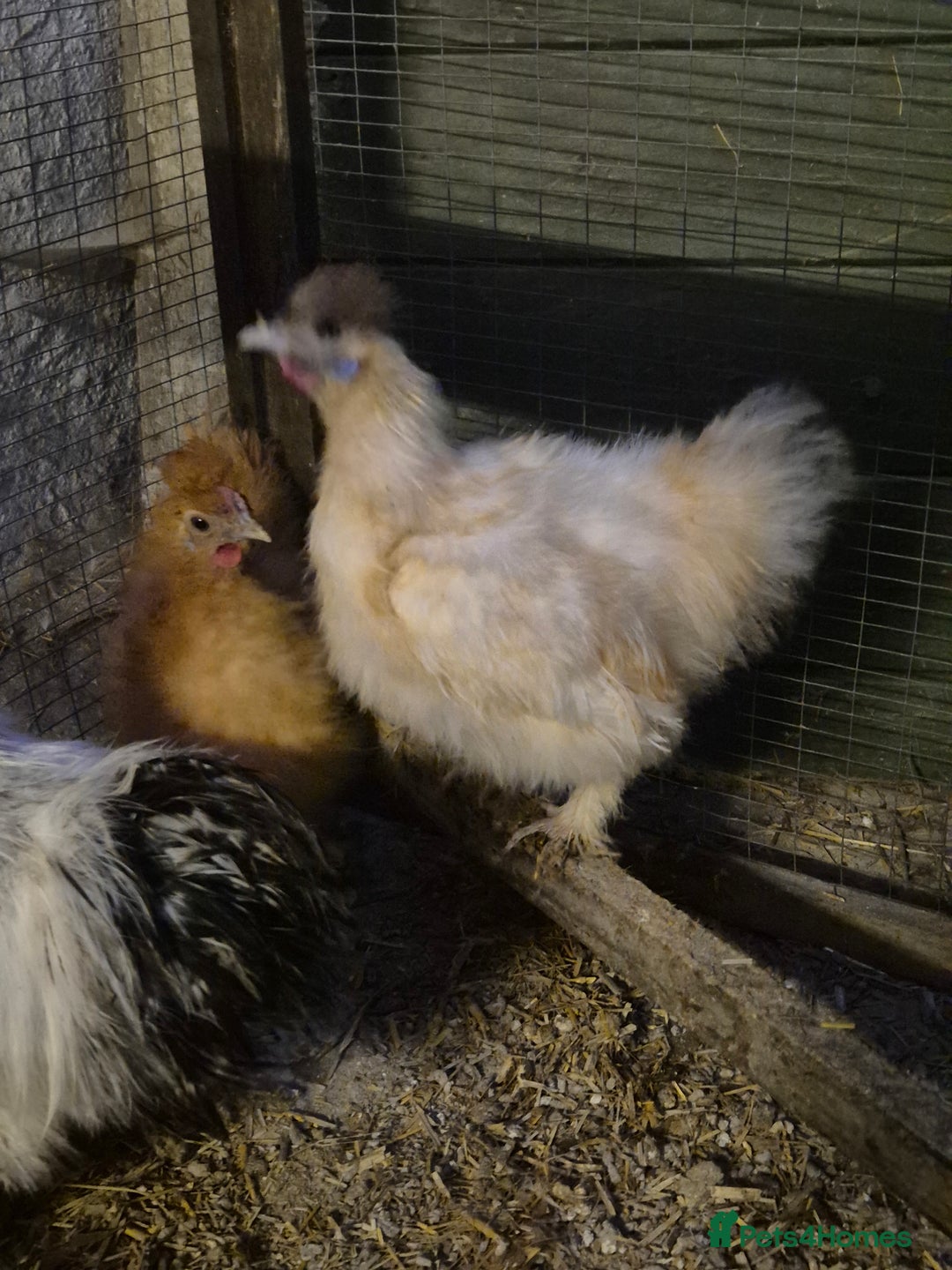 Hens poultry for sale: Silkie Cockerels - Image 6