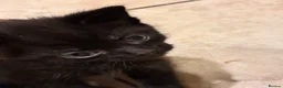 Mixed Breed cats for sale: Black male kitten in Chelmsford - Advert 7