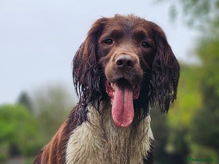 English Springer Spaniel dogs in Derby - Advert 11