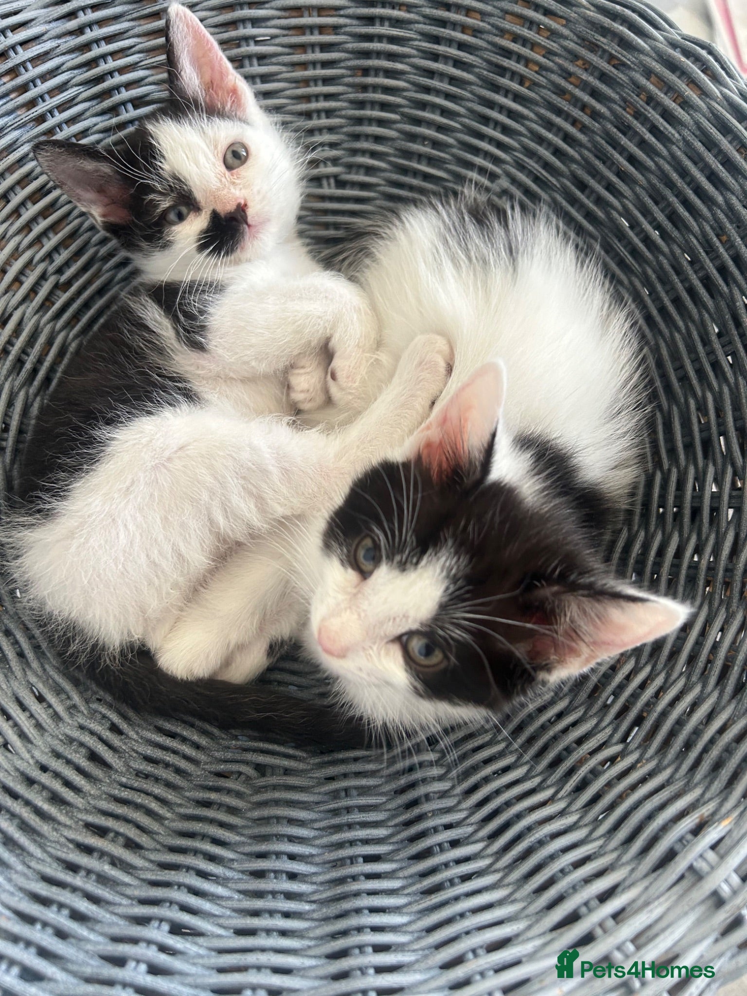 British Shorthair cats 2 x Black & white kittens, semi longhair, boys £40 - Advert 2