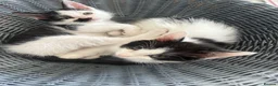 British Shorthair cats for sale: 2 x Black & white kittens, semi longhair, boys £40 - Advert 1