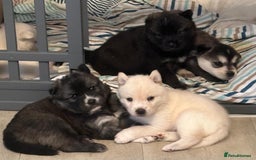 Mixed Breed dogs for sale: Two adorable male Chowski pups for sale - Advert 13
