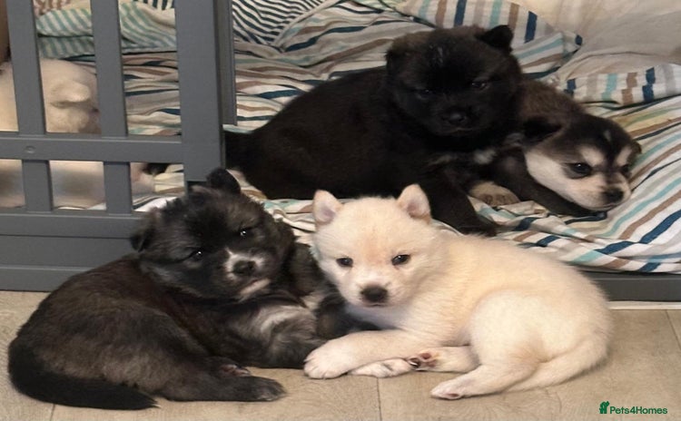 Mixed Breed dogs - Advert 14