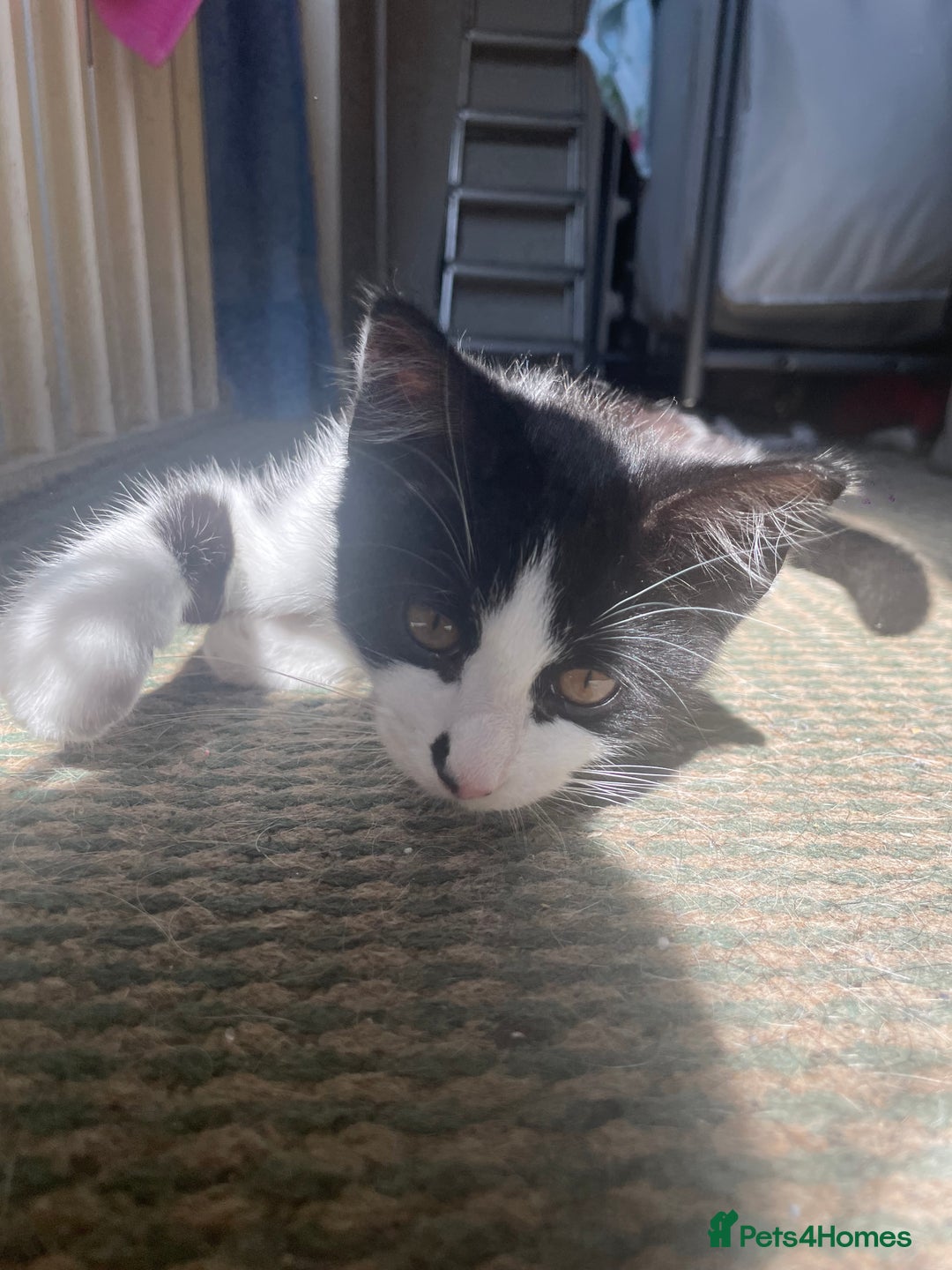 British Shorthair cats for sale: Oscar  - Image 4