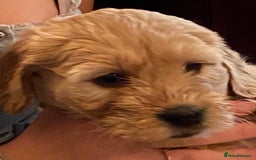 Goldendoodle dogs for sale: Golden doodle puppies ready 12th September  - Image 17
