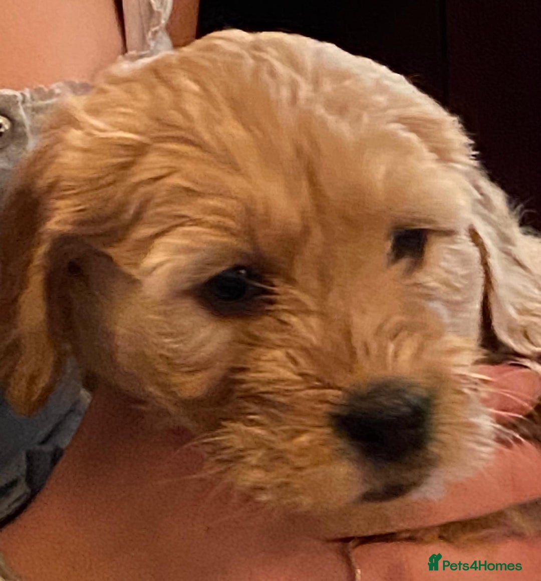 Goldendoodle dogs for sale: Golden doodle puppies ready 12th September  - Image 17