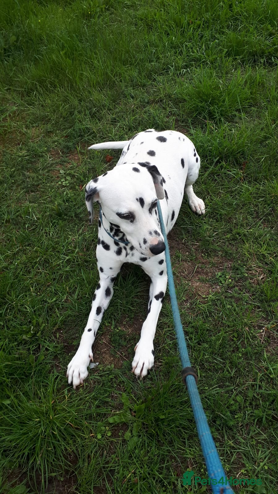 Dalmatian dogs Dalmation - Advert 1